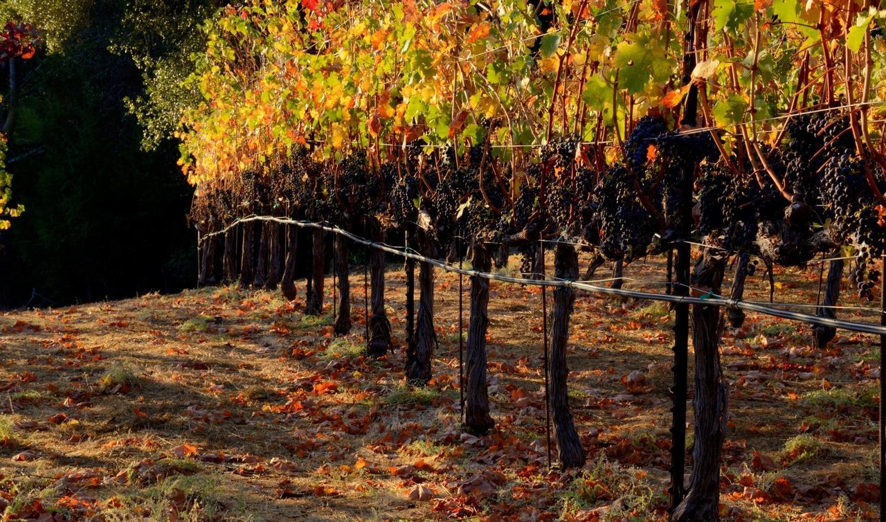 A row of vines in autumn colour, hung with dark bunches, in low sun.