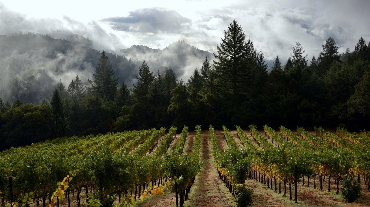 Rows of vines below a stand of tall conifers, with low cloud on the wooded hills.