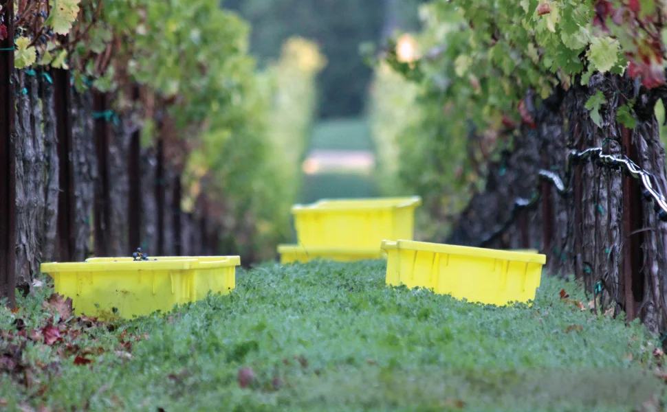 Yellow picking bins set out in a grassy vineyard row at harvest.