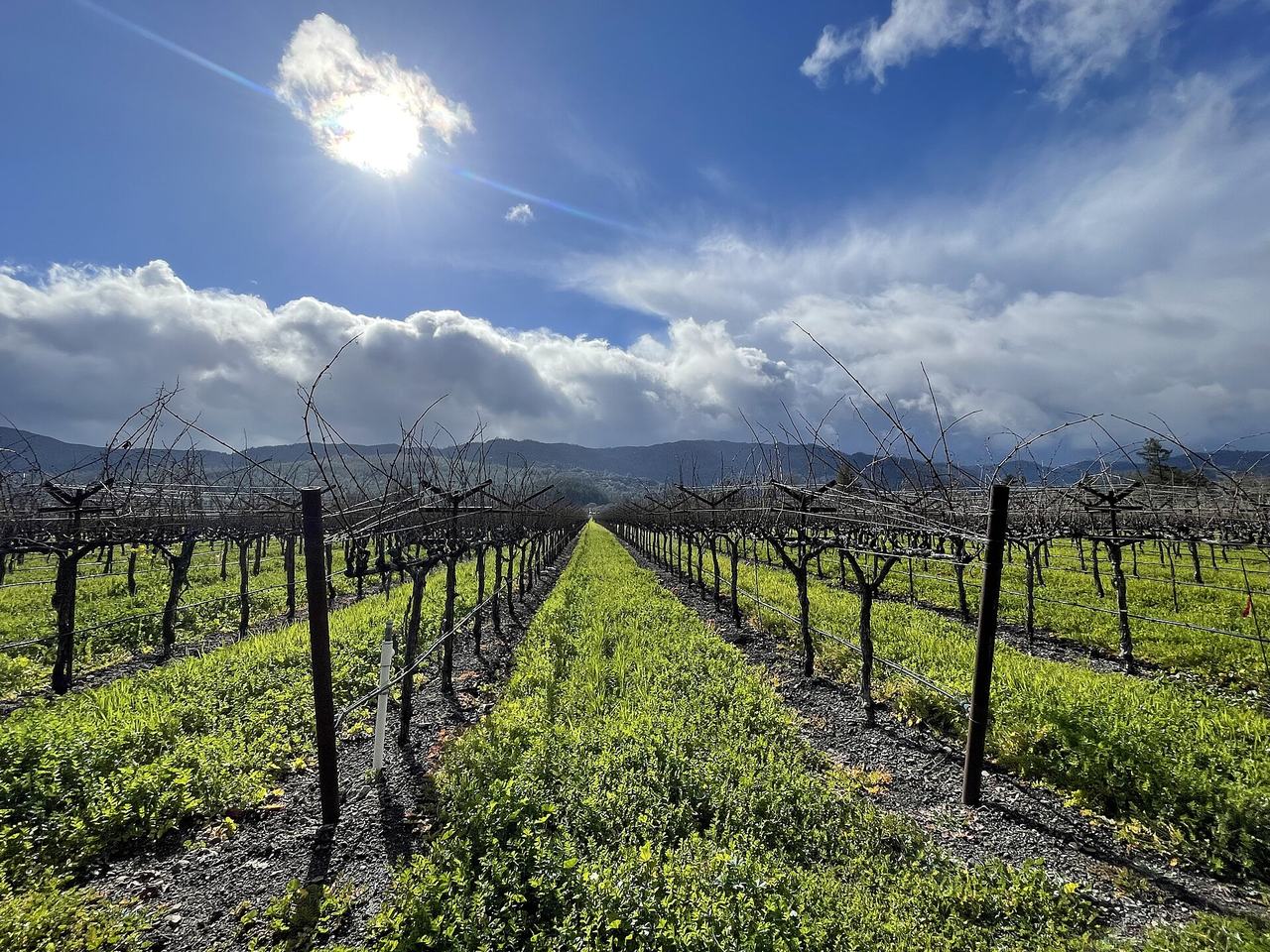 Rows of bare Cabernet Sauvignon vines in winter with green cover crop and the Mayacamas hills beyond.