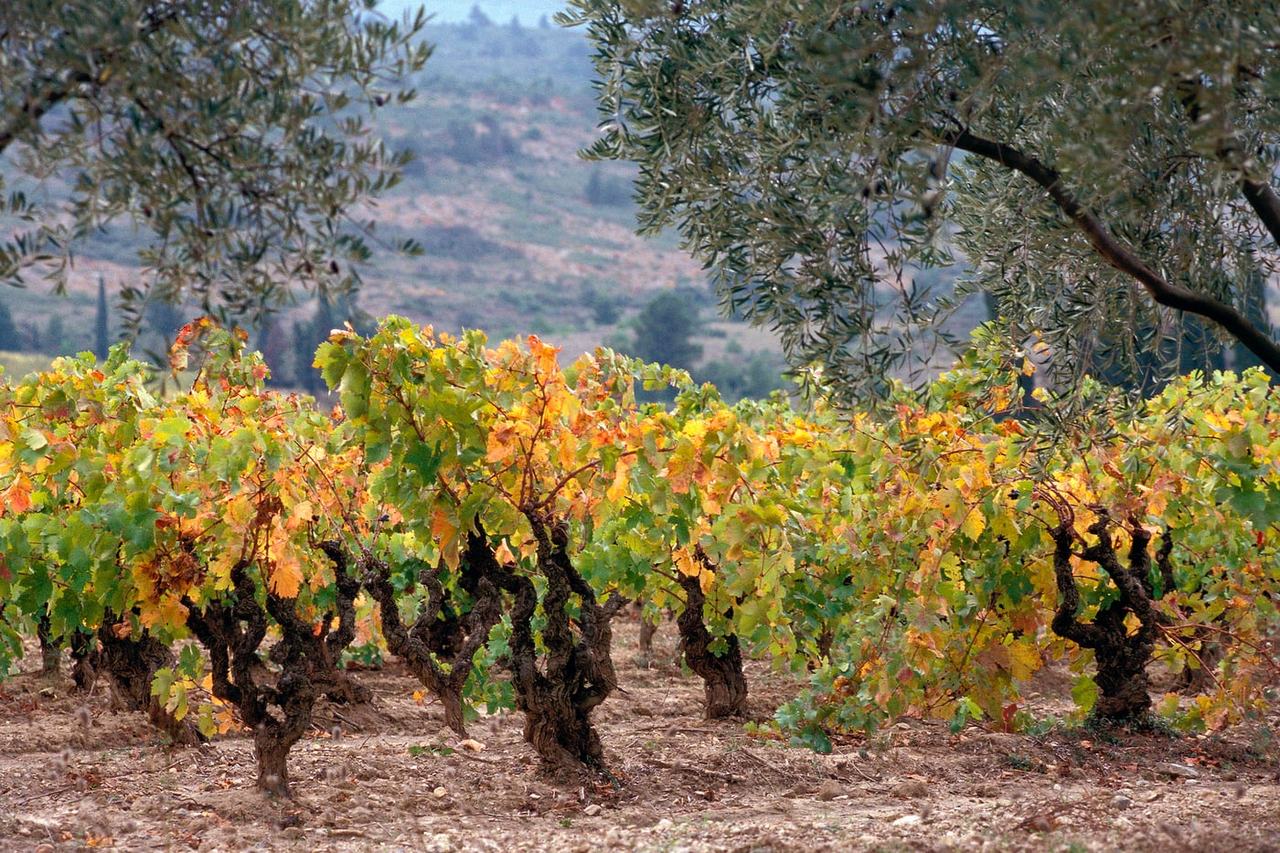 Old bush-trained Carignan vines in autumn colour under olive trees.