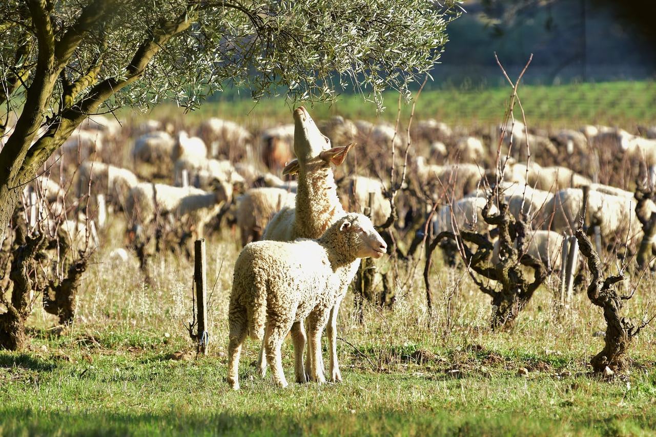 A flock of sheep grazing between old bush vines.
