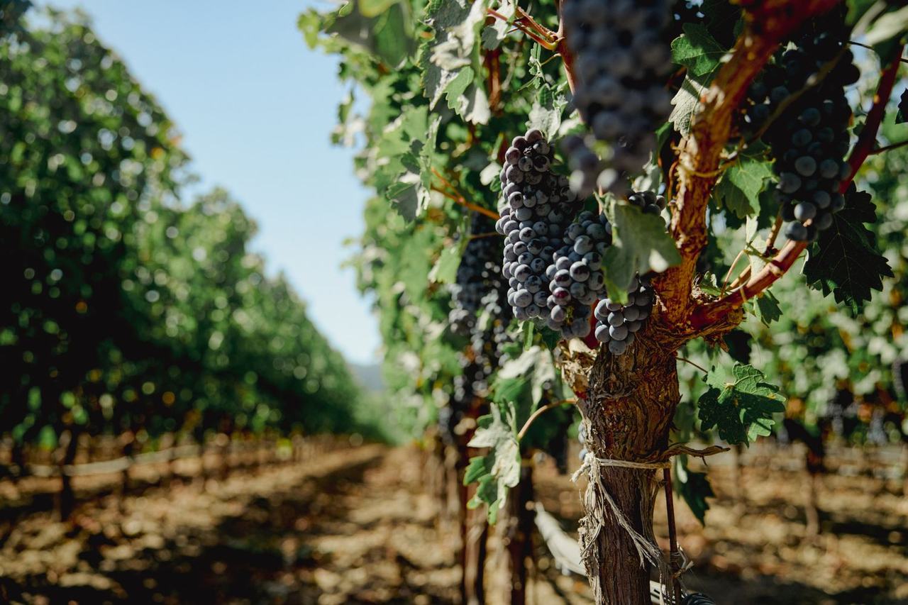 Dark Cabernet bunches hang low on the vine between sunlit rows.