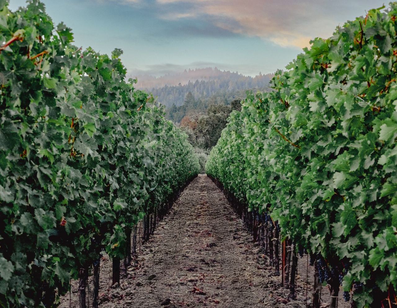 Rows of Cabernet vines run toward wooded hills under an evening sky.