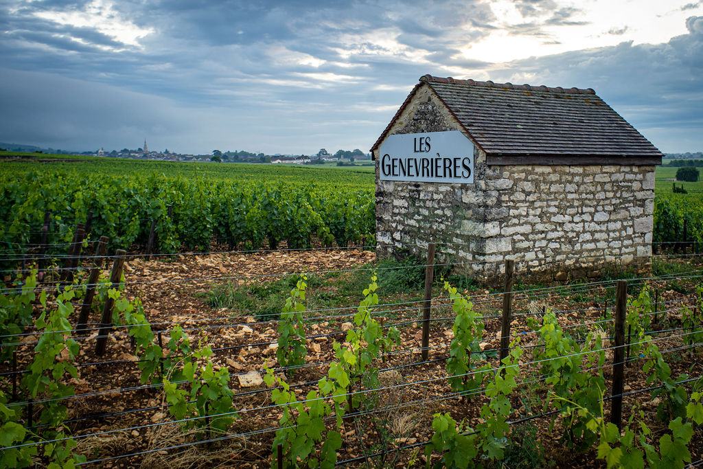 A stone vineyard hut painted with the name Les Genevrières, young vines in front.