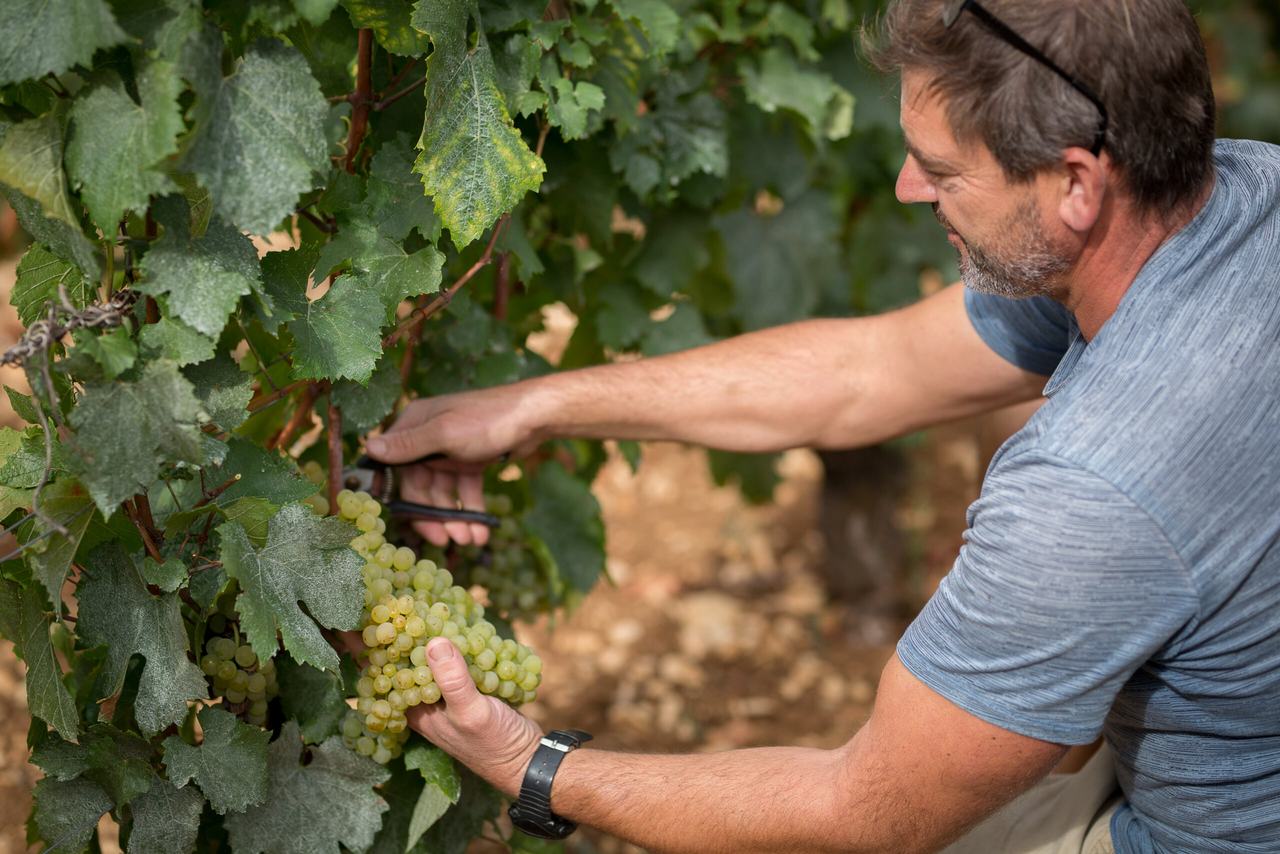 A picker cutting a bunch of Chardonnay from the vine.