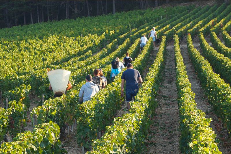 Pickers working down green rows of vines at harvest.