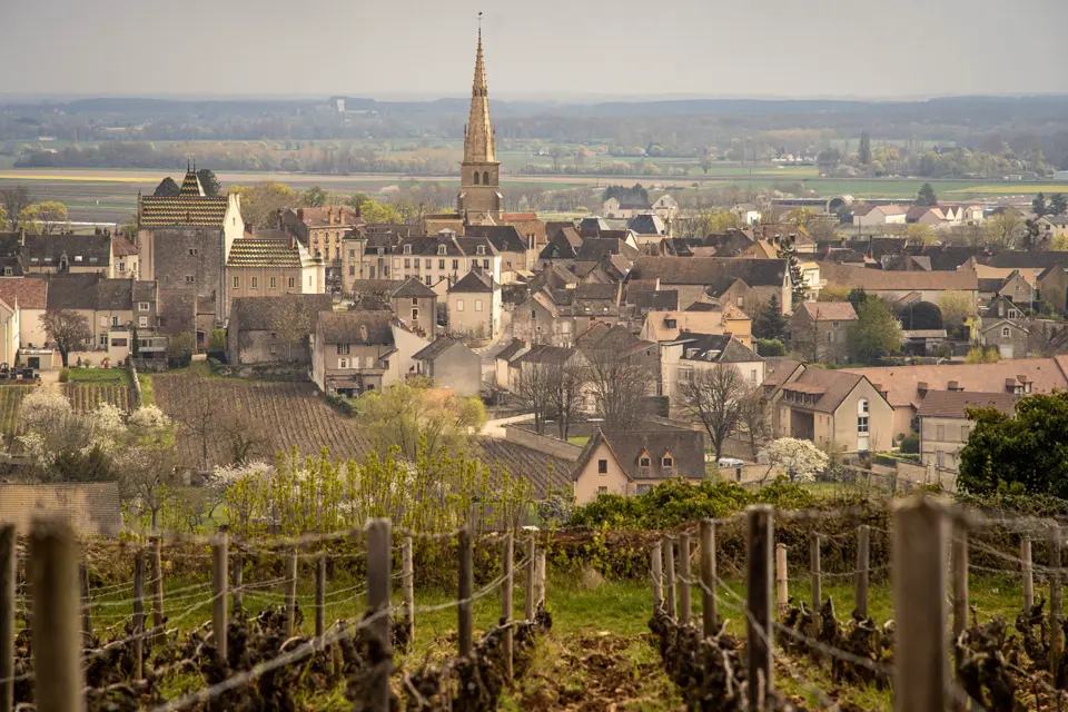 Old vines in the foreground, the roofs and church spire of Meursault behind.