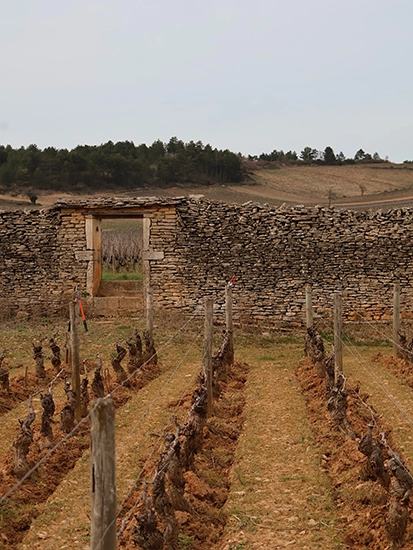 Pruned vines running up to a dry-stone wall with a doorway in it.