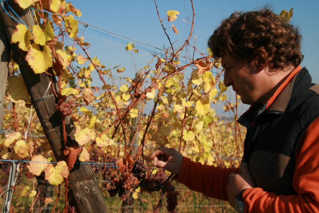A man checking pink-skinned pinot gris grapes among autumn-yellow leaves