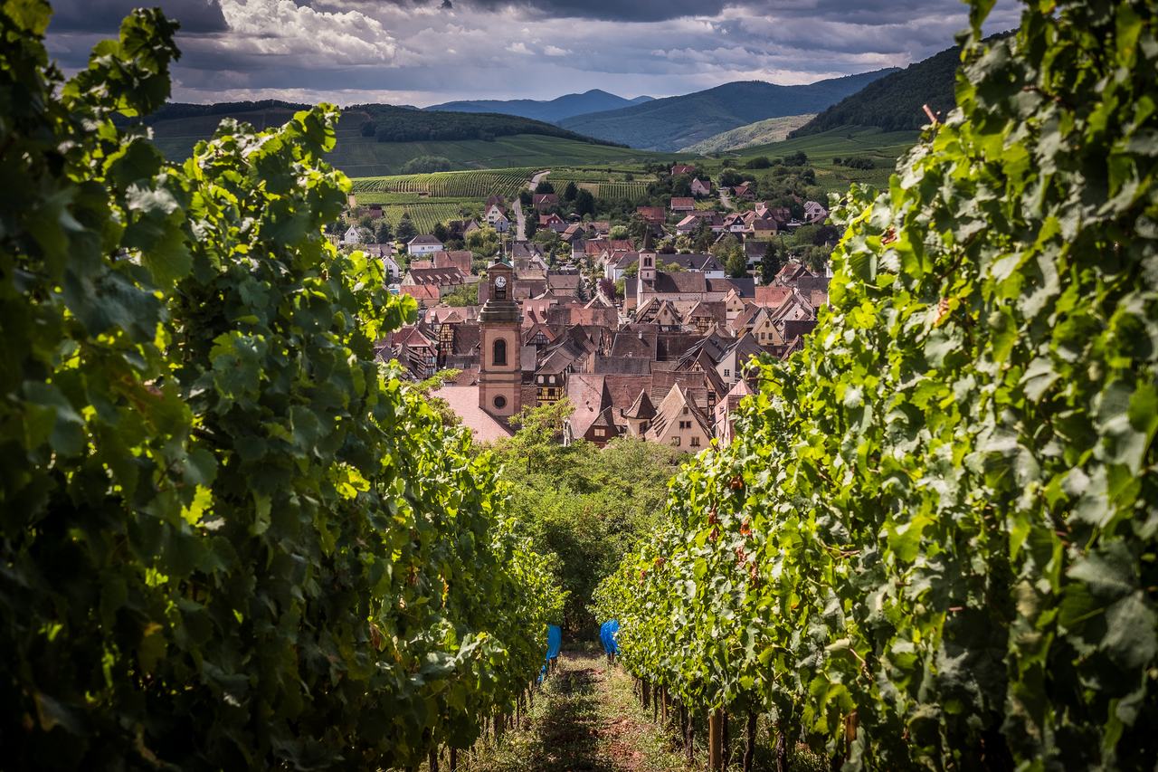 A steep row of vines running down to the rooftops and church tower of Riquewihr