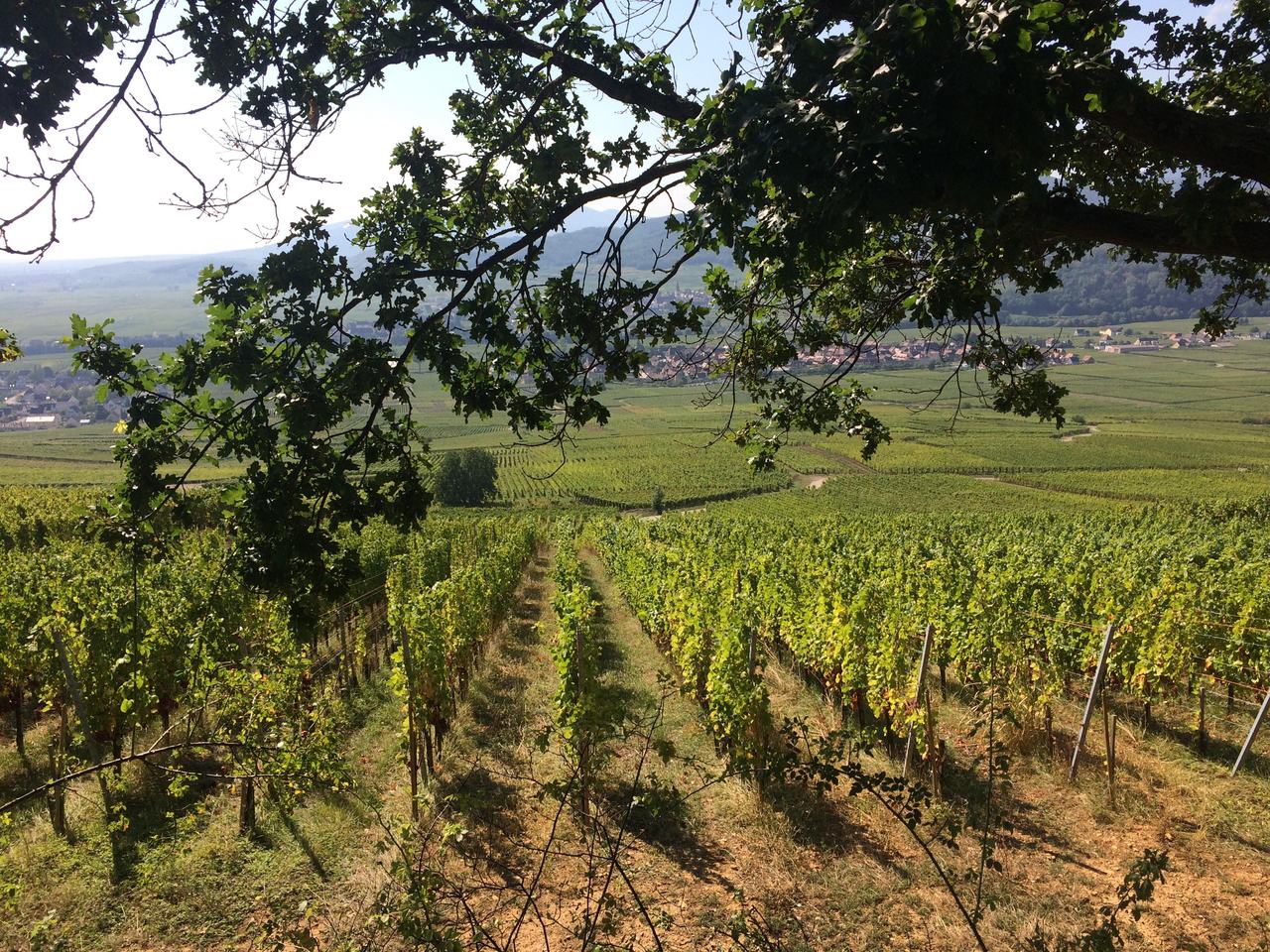 Rows of vines on a slope under an oak, looking out over the Alsace plain