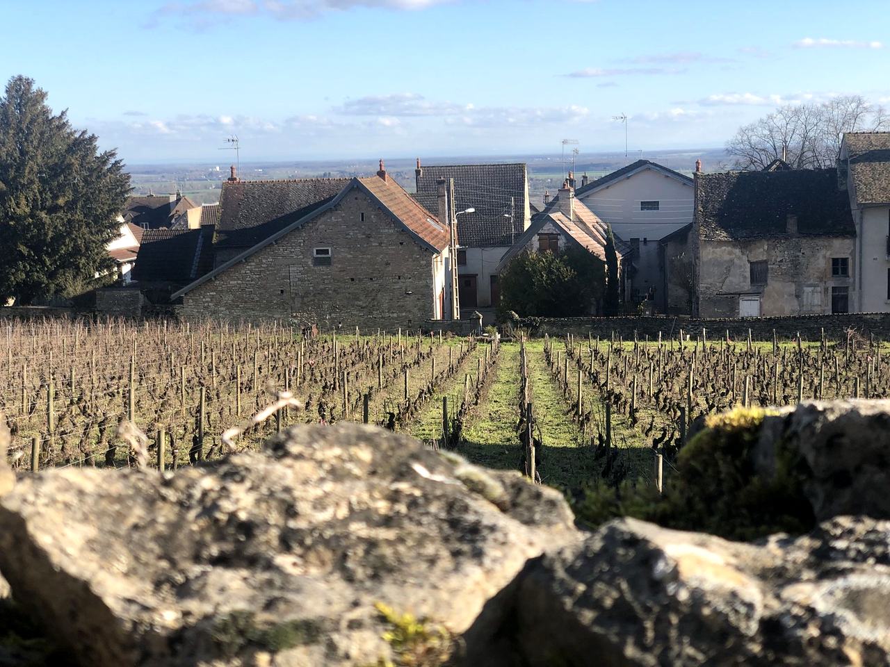 Winter vines behind a dry-stone wall, the stone houses of the village beyond and the plain stretching to the horizon