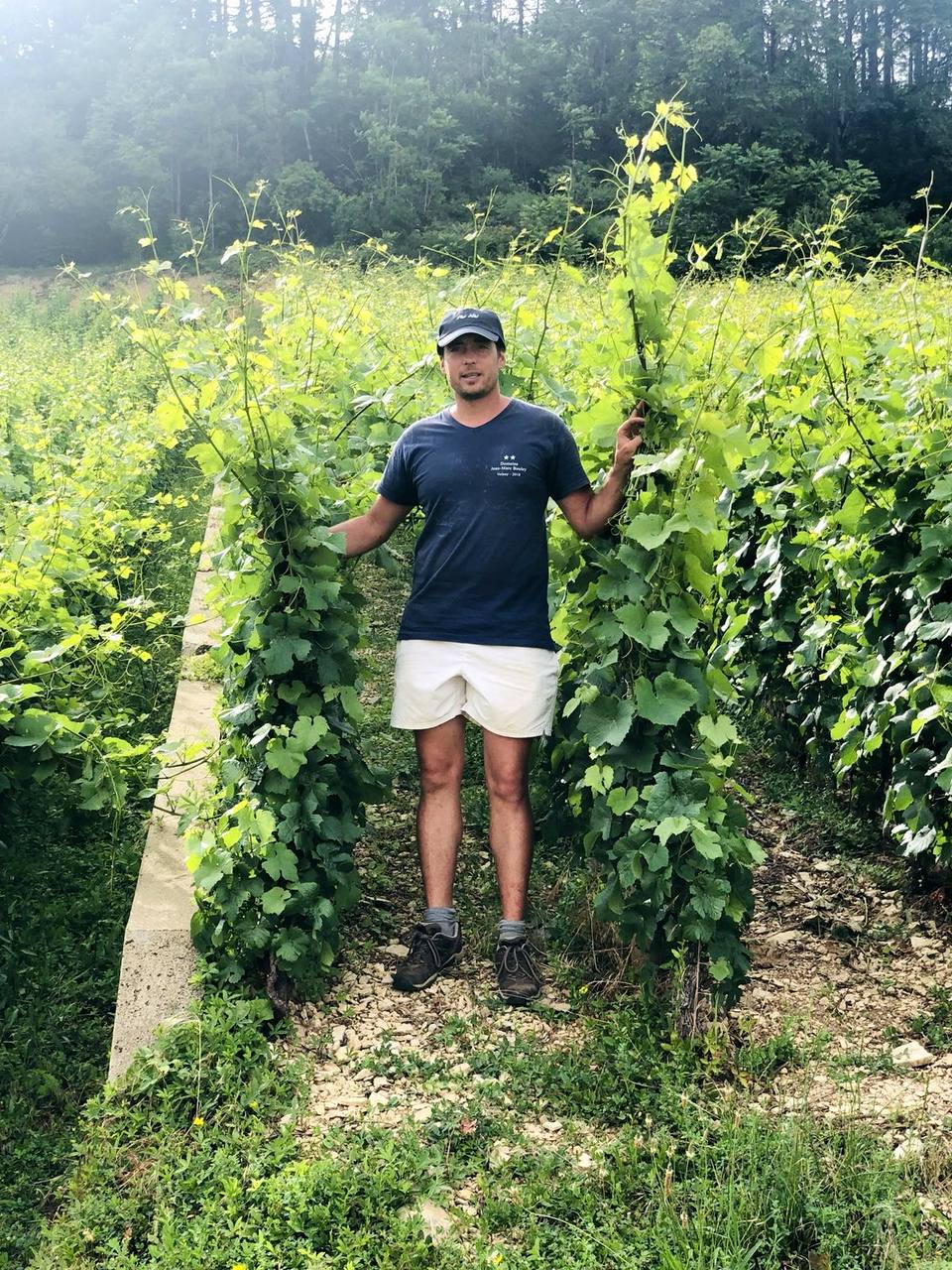 Thomas Bouley standing between two rows of tall, untrimmed vines on stony ground, woods behind