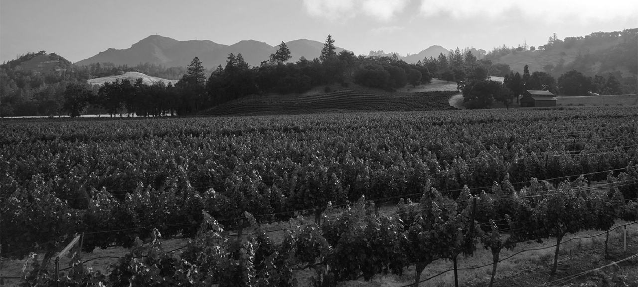 Black-and-white view across the rows of Brookshire Vineyard to the hills.
