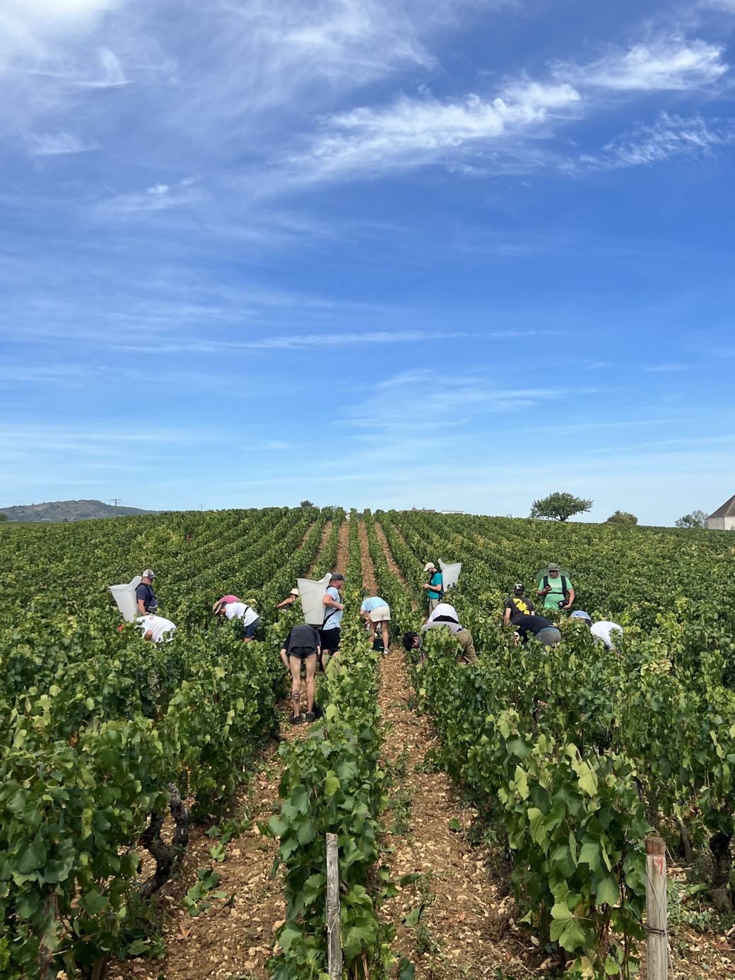 A picking crew bent over the rows with baskets under a blue sky
