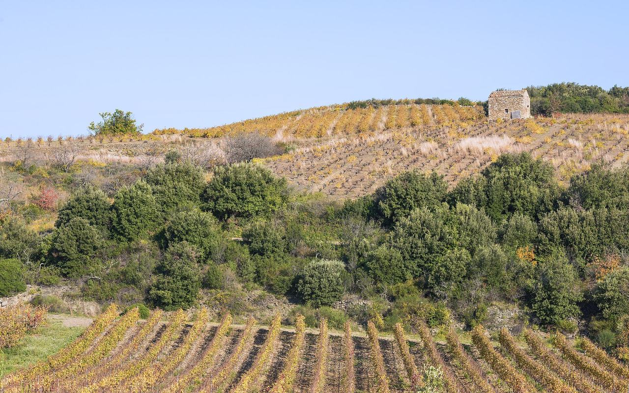 Autumn vineyards and scrub on the hills of Faugères, with a small stone hut at the top.