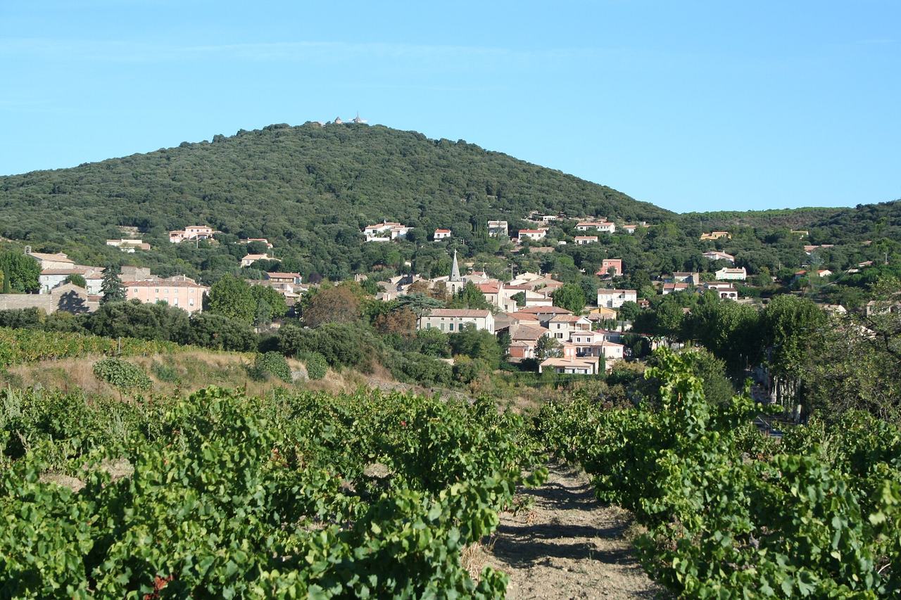 Vines in the foreground and the village of Faugères on a wooded hill behind.