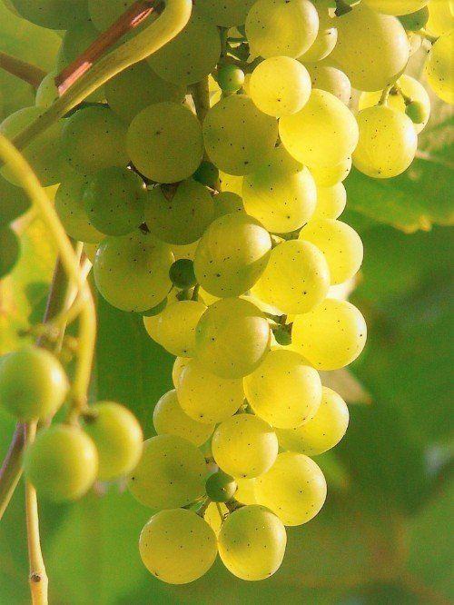 A bunch of ripe golden Chardonnay grapes in sunlight.