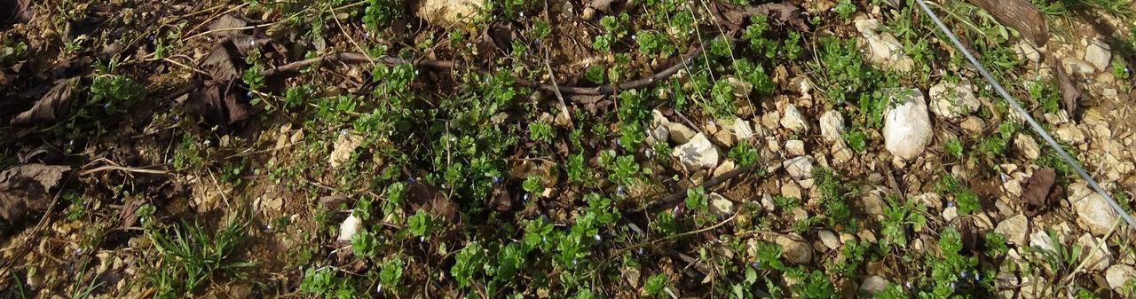 Pale, stony limestone soil with low green cover between the vines.