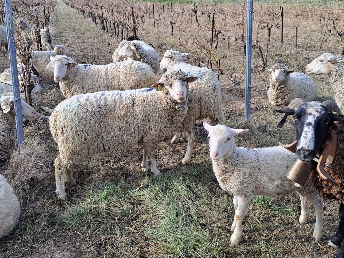 A flock of sheep grazing between the bare winter rows at Clos de Caveau, pine woods on the hill behind