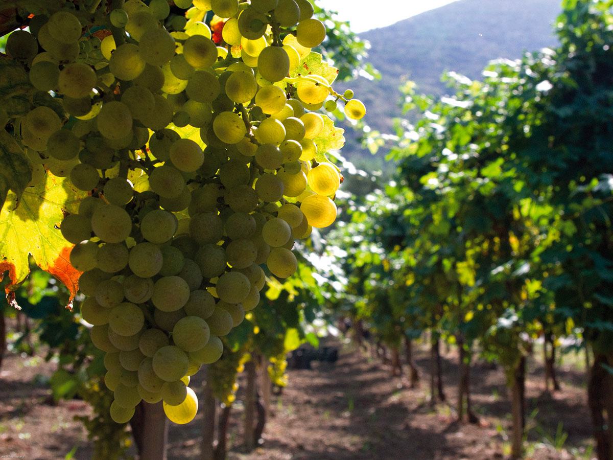 Bunches of ripe white grapes hanging in a vineyard row, with a hill behind.