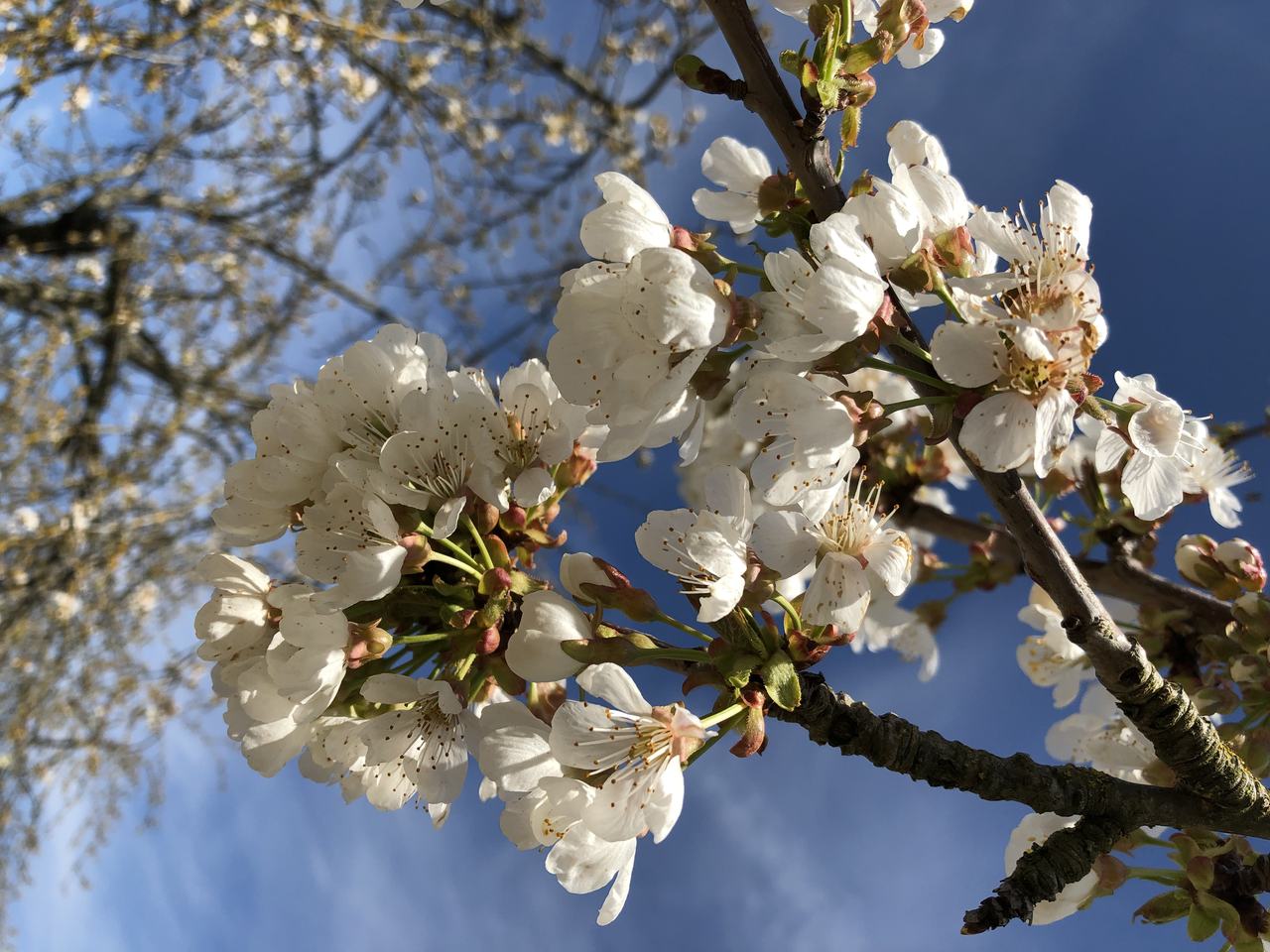 White cherry blossom on a branch against a blue sky.