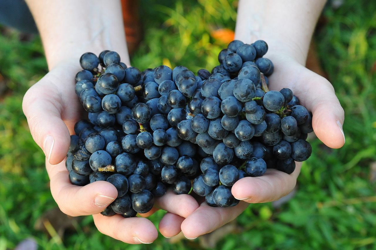 Two cupped hands full of ripe Pinot Noir berries.