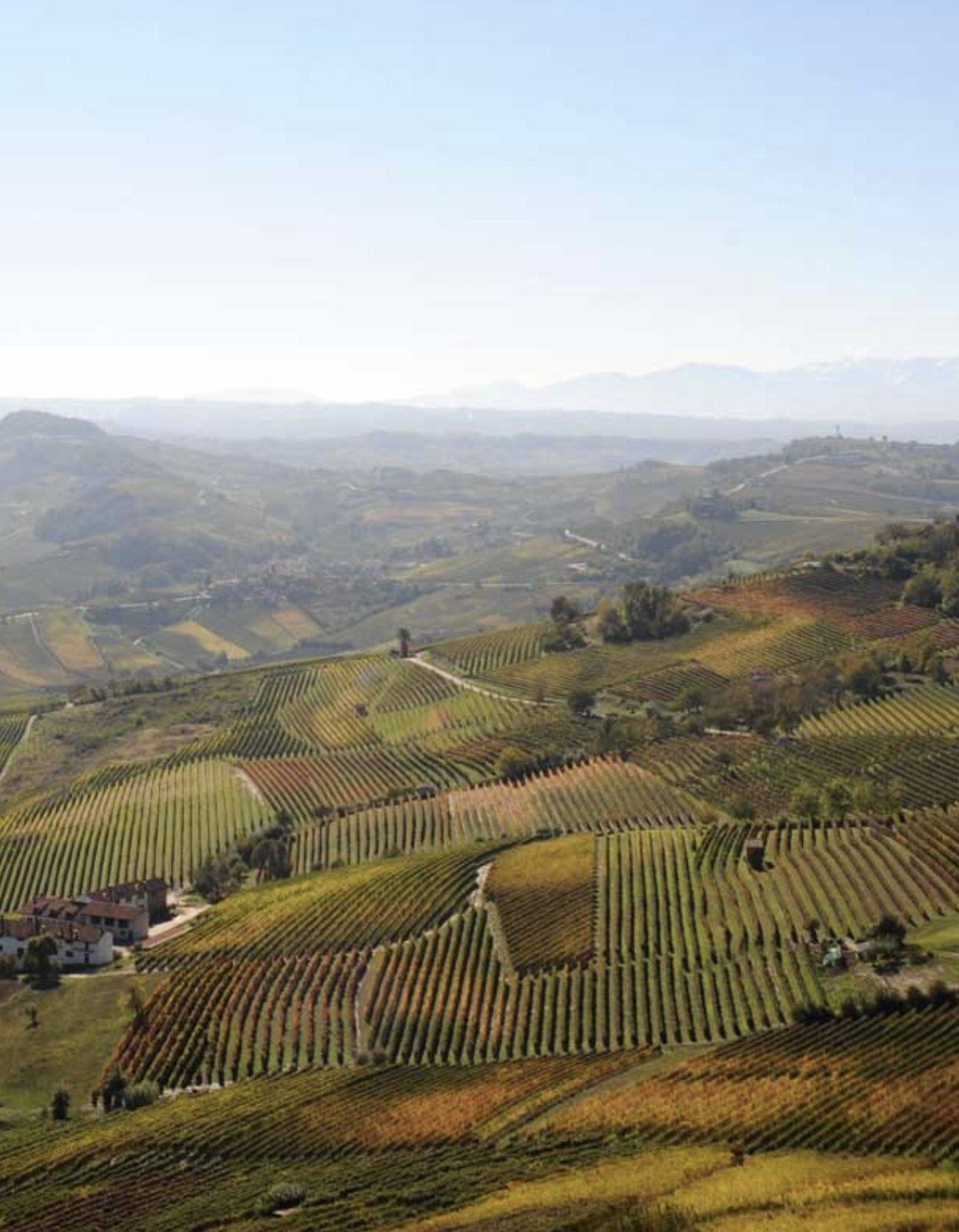 The vineyards of La Morra in autumn, rows running in every direction, the Alps on the horizon