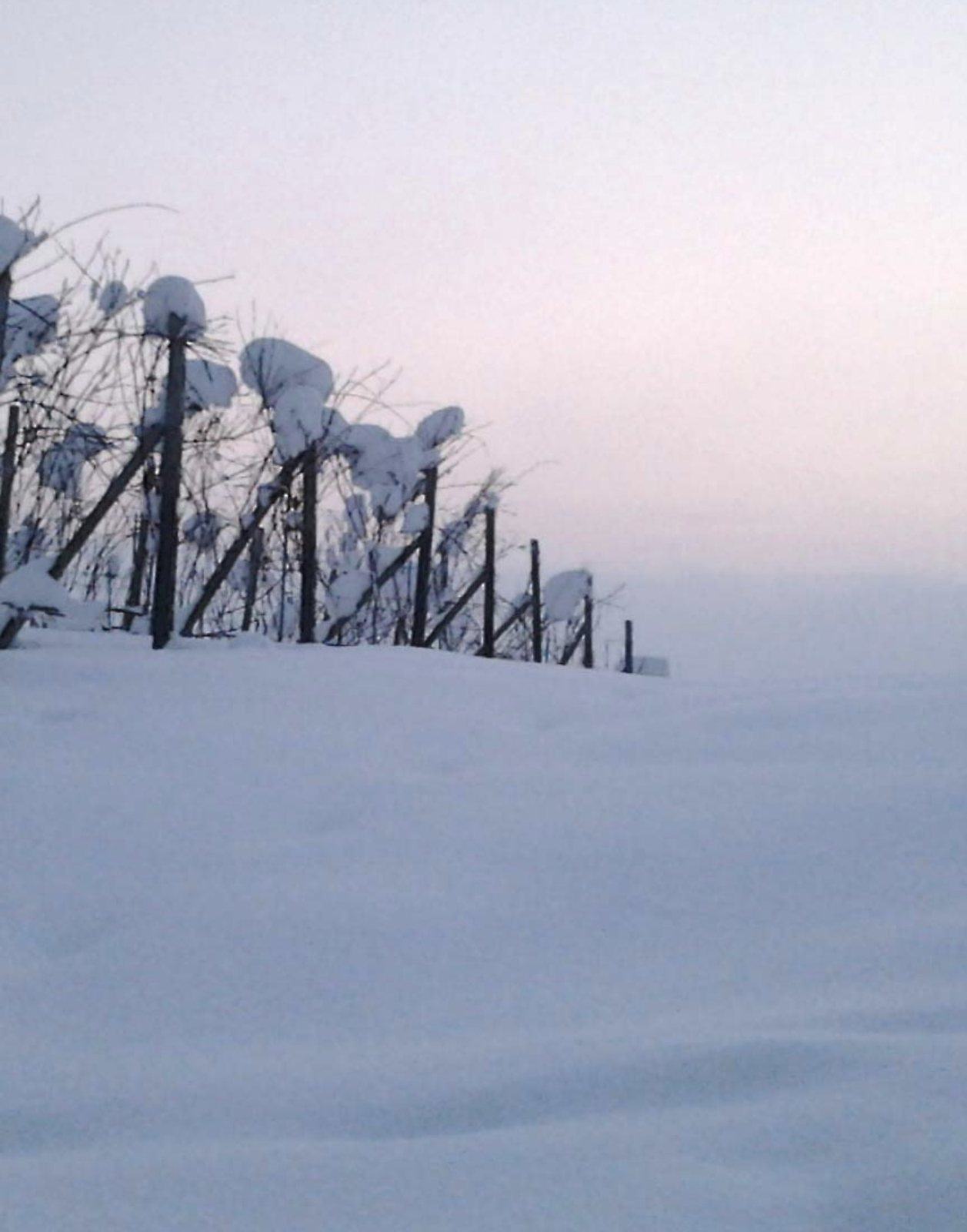 A row of Nebbiolo vines under heavy snow, the posts and canes outlined against a pale winter sky