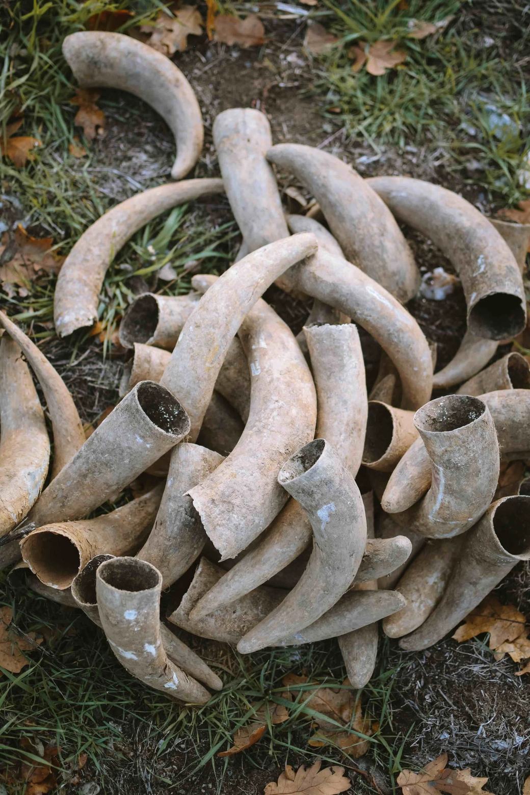 A pile of cow horns lies on the grass, ready to be filled for the biodynamic preparations.