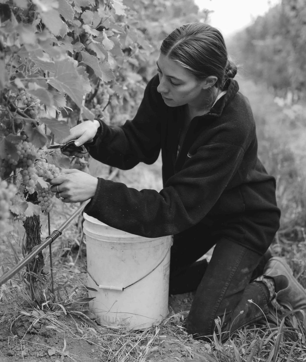 A young woman kneels by a white bucket to cut grapes from the vine, in black and white.