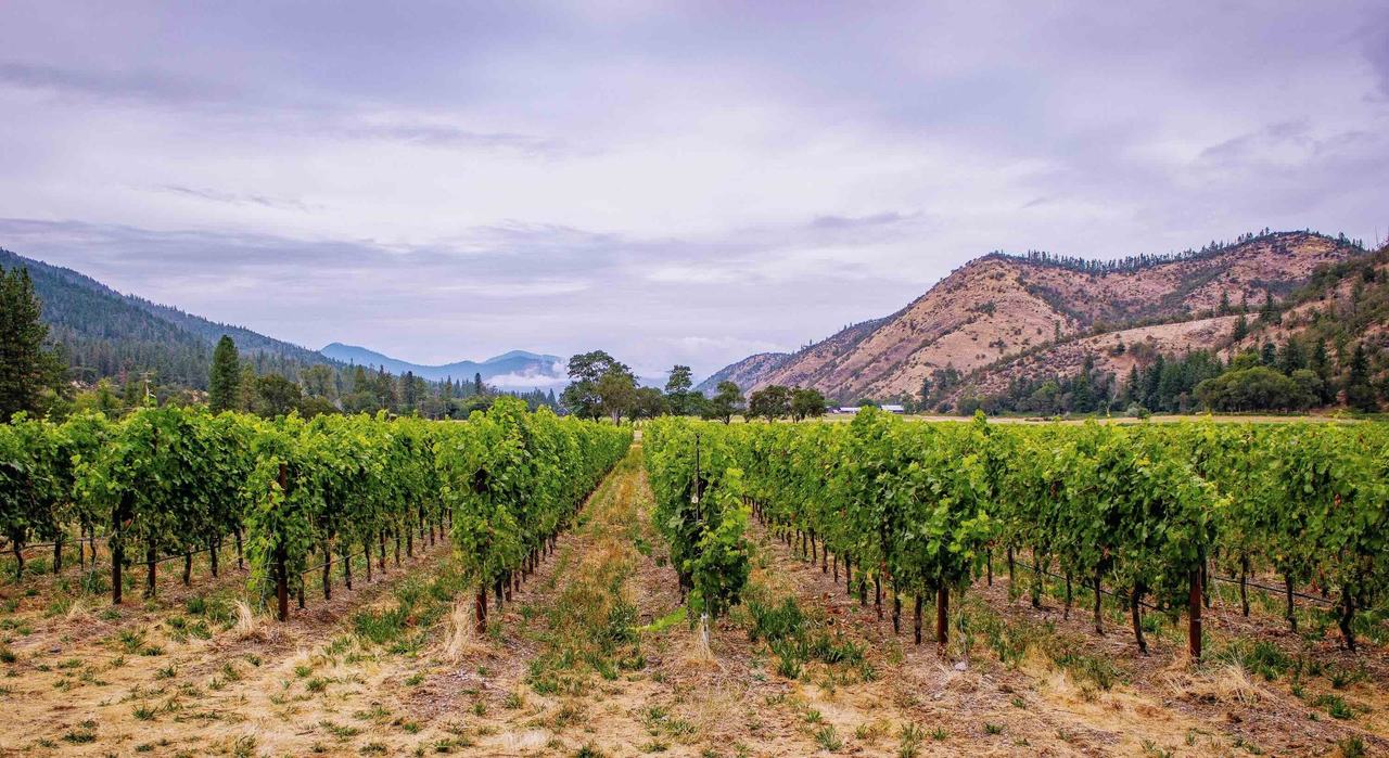 Rows of vines on flat ground run toward dry, wooded hills under a cloudy sky.