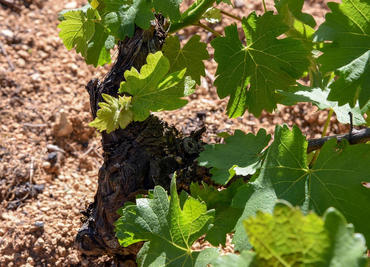 An old vine trunk with new leaves rises from stony, chalky ground.