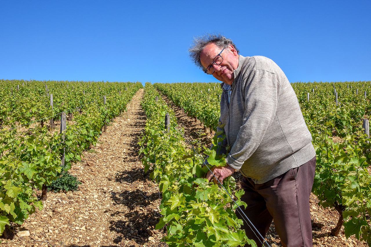 A grey-haired man in a sweater works on a vine in a sunny row.