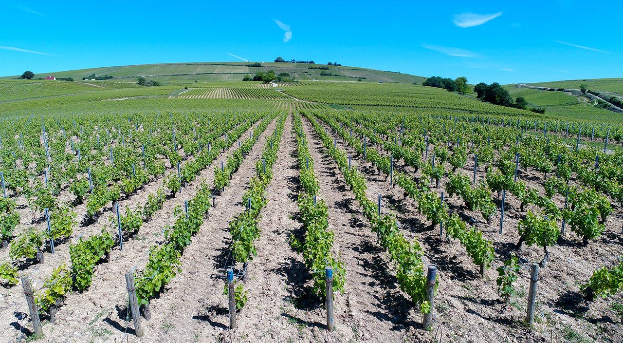 Young vines in pale stony soil run across a slope toward a hill under a blue sky.