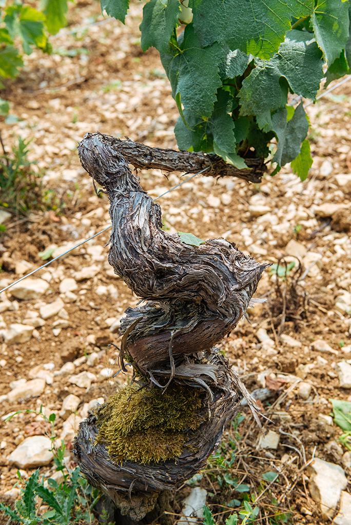 A twisted, mossy old vine trunk rising from pale stony soil.