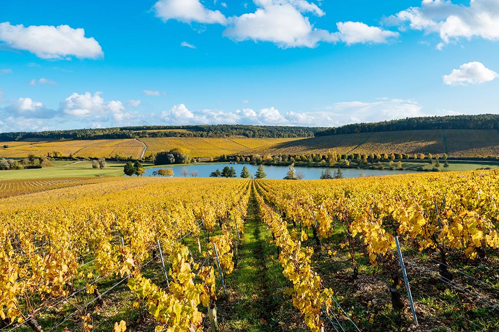 Rows of autumn-gold Chardonnay running down to a lake, with vineyard slopes beyond.