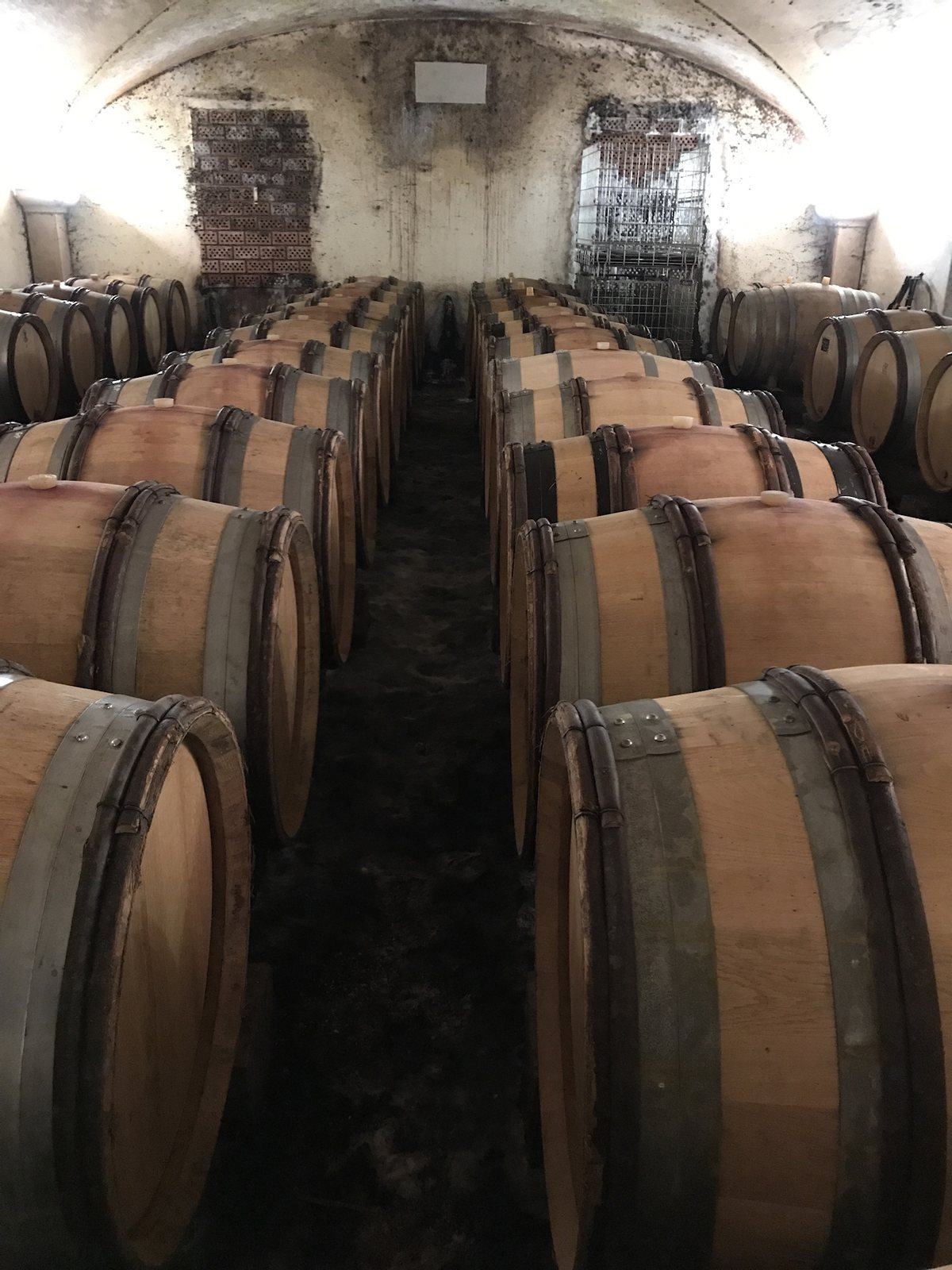 Barrels in the low Devevey cellar at Demigny, a hose coiled on the floor