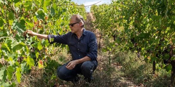 Alberto Antonini crouching in a vineyard row, checking a bunch of grapes.
