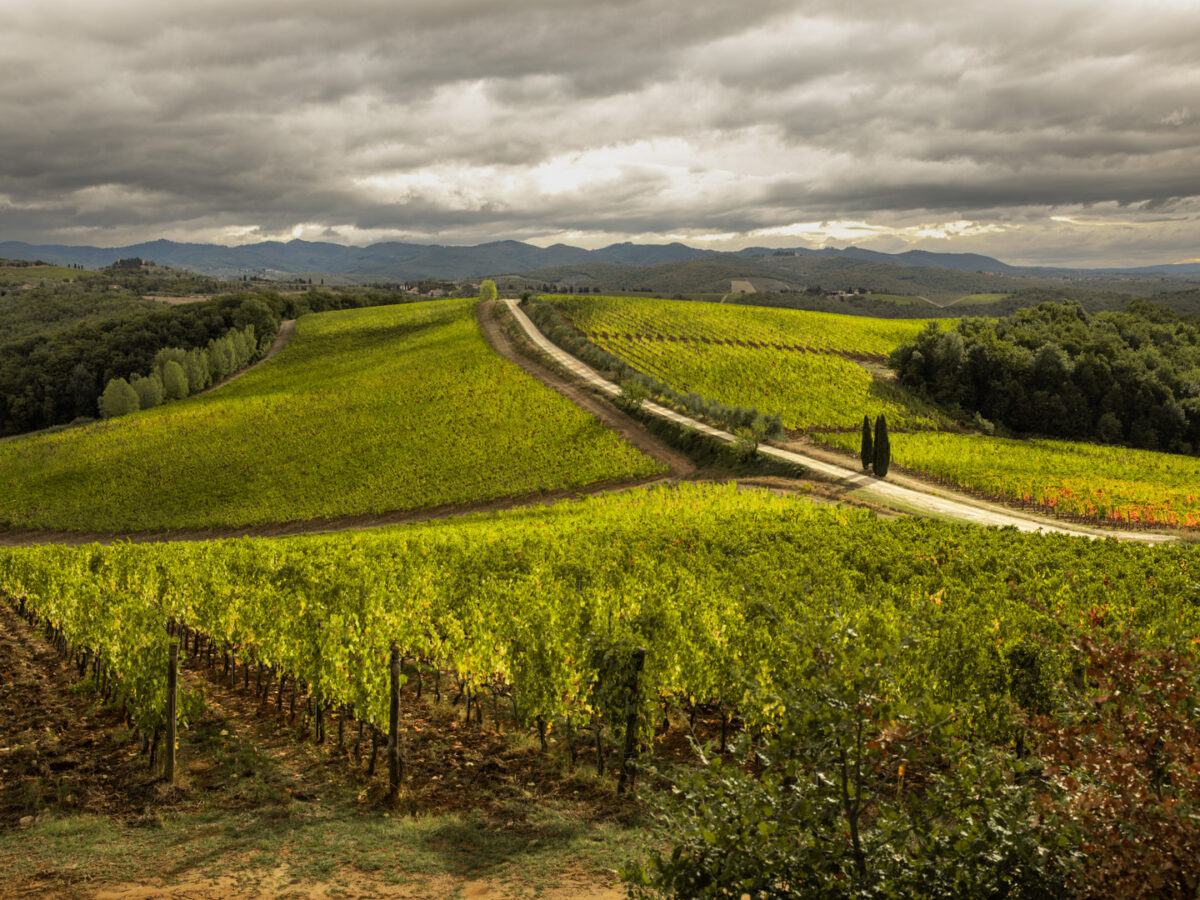 Dievole vineyards rolling over the Chianti hills under a cloudy sky, mountains on the horizon.