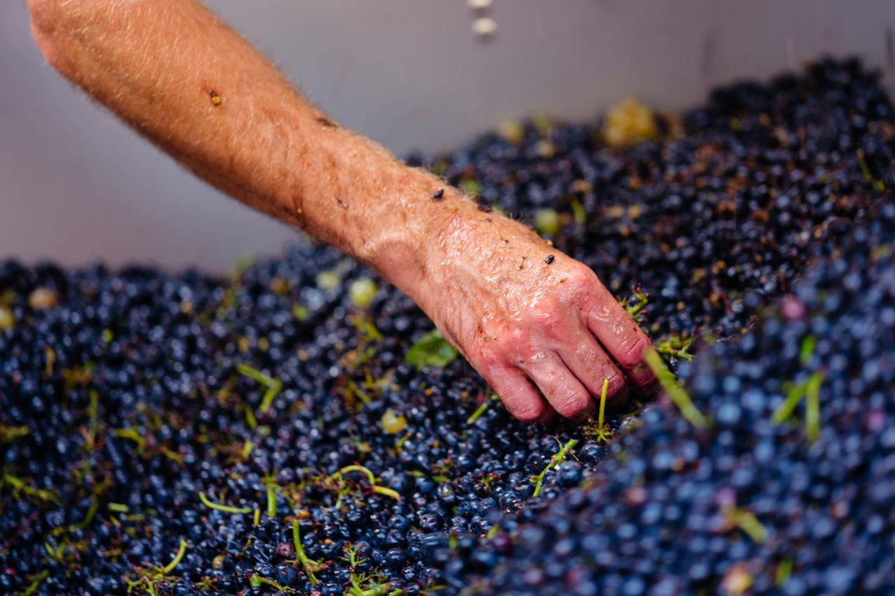 A hand reaching into a bin of freshly picked Pinot Noir grapes.