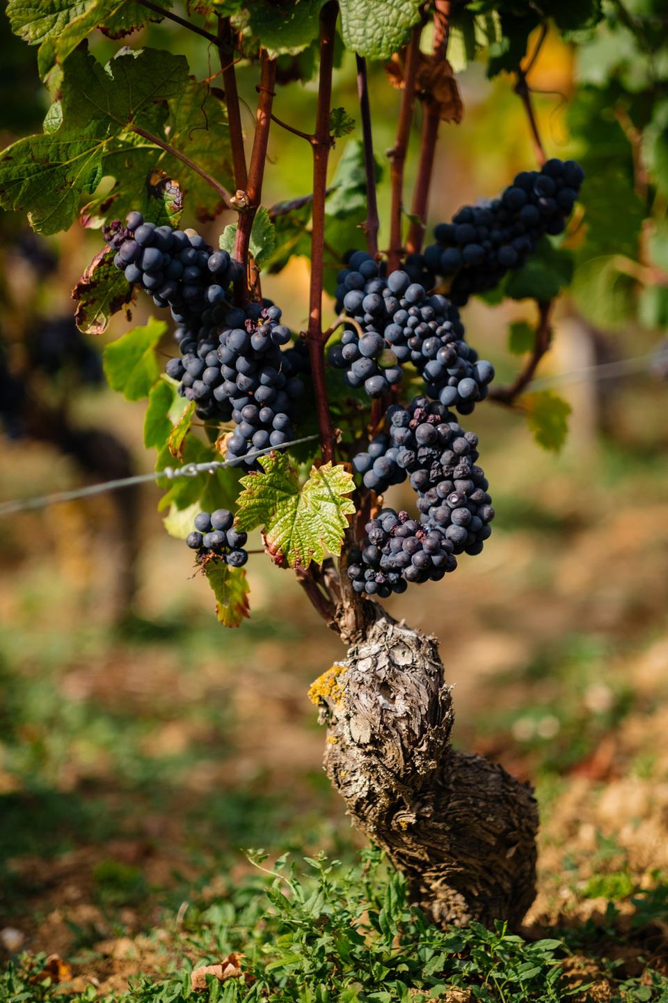 A thick, gnarled old Pinot Noir trunk hung with ripe black bunches.