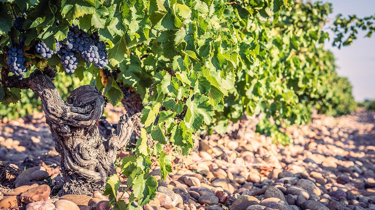 An old Grenache vine with black grapes, its trunk among rounded pebbles