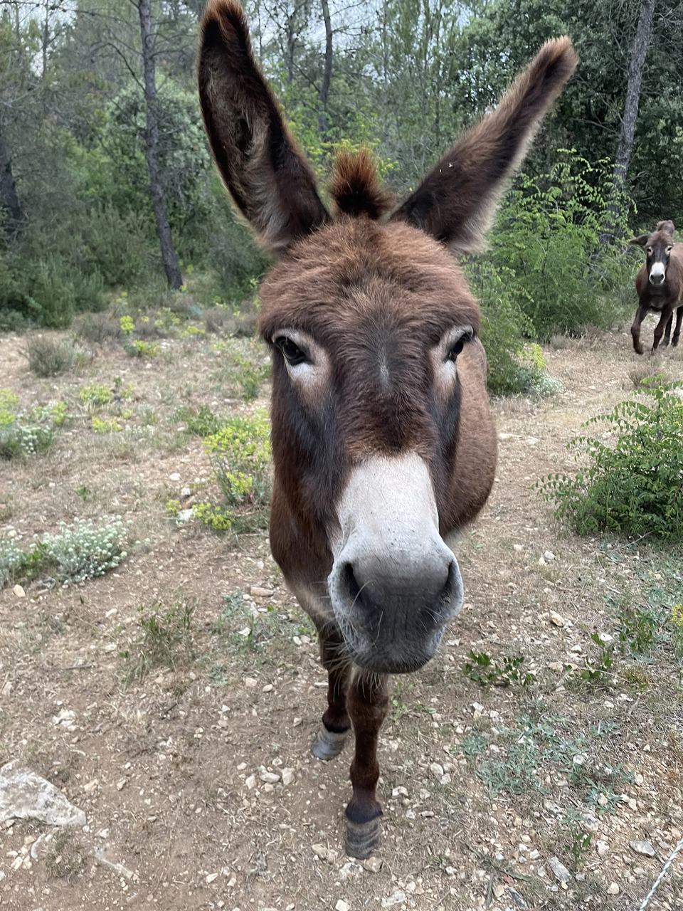 A donkey with big ears stands on stony ground in the scrub, looking at the camera.
