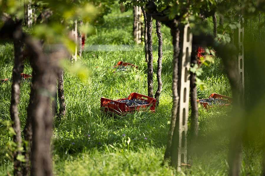 Red crates of picked grapes on the grass between pergola-trained vines