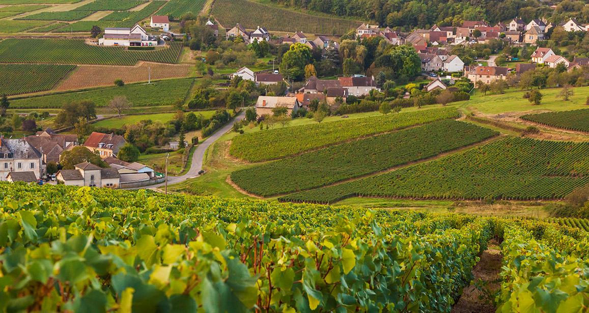 Vineyard slopes falling to a village of pale stone houses