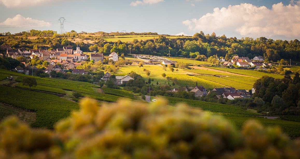 A village among vineyards in late light, chardonnay grapes blurred in the foreground