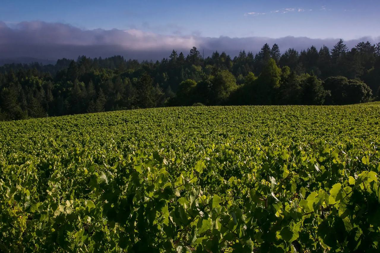 Rows of vines in Bennett Valley with forested hills and morning cloud behind.