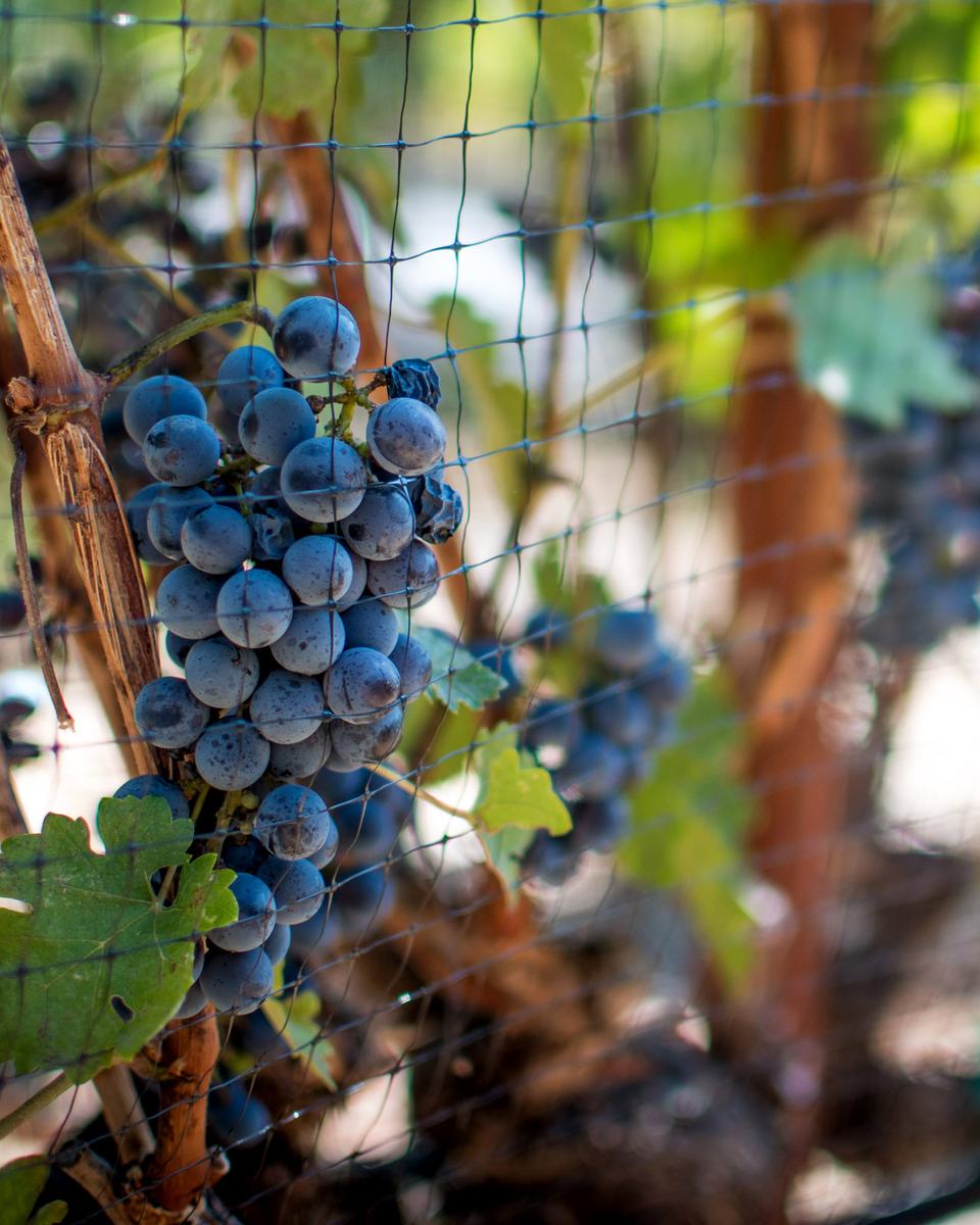 Ripe Cabernet Sauvignon bunches hanging behind bird netting